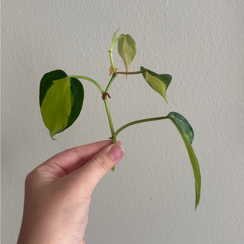 Philodendron Brazil Cutting